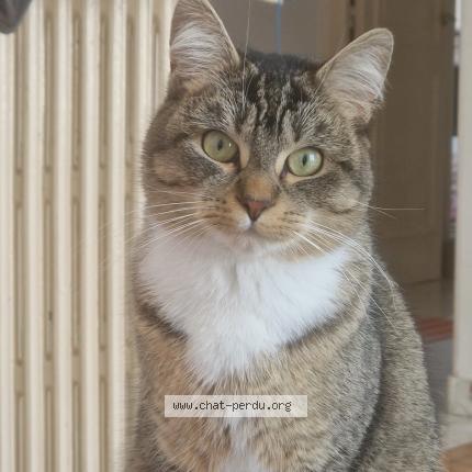 Photo 1/1 Gigi Chat lost in Brest