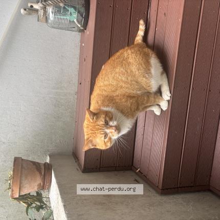 Photo 1/1 Found cat Found in Sotteville les rouen