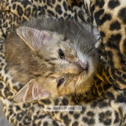 Photo 1/1 Cat reunited Lost in Louisville