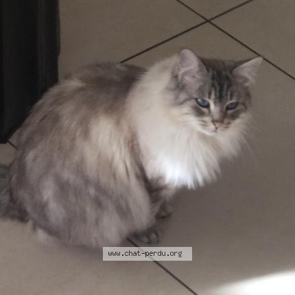 Photo 1/1 Mous Chat lost in Chamalieres