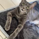 Picture of cat lost at Montoire Sur Le Loir