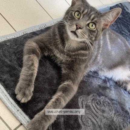 Photo 1/1 R&Eacute;GLISSE Chat lost in Montoire sur le loir