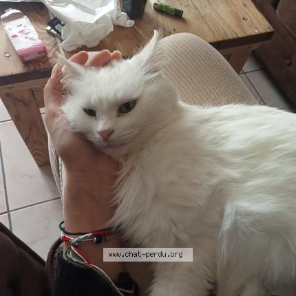 Photo 1/1 Gribouille Chat lost in Bieujac