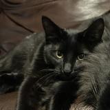 Picture of cat lost at Englewood Co