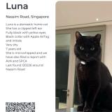 Picture of cat lost at Singapore