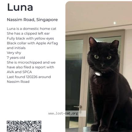 Photo 1/1 Luna Chat lost in Singapore