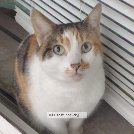 Photo 1/1 Luna Chat lost in St petersburg