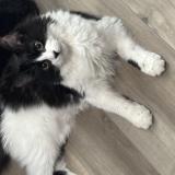 Picture of cat lost at Temple