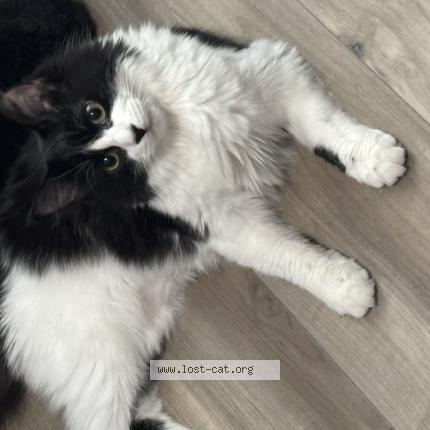 Photo 1/1 Gigi Chat lost in Temple