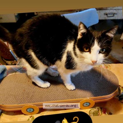 Photo 1/1 Fripon Chat lost in Nice