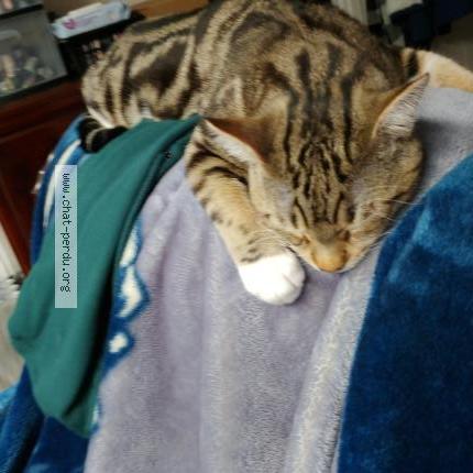 Photo 1/1 simba Chat lost in Gatineau secteur buckingham