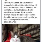 Picture of cat lost at La Londe Les Maures