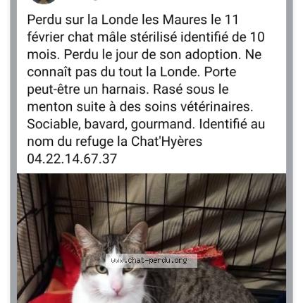 Photo 1/1 Spirou Chat lost in La londe les maures