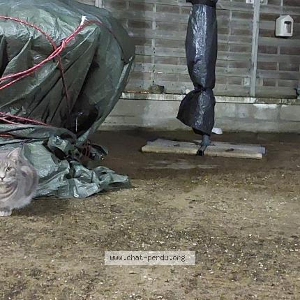 Photo 1/2 Found cat Found in Santenay