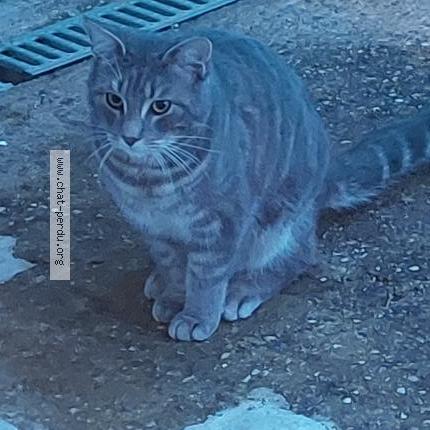 Photo 2/2 Found cat Found in Santenay