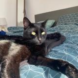 Picture of cat lost at Martignas Sur Jalle