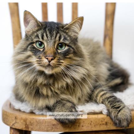 Photo 1/1 Wilson Chat lost in Courseulles sur mer