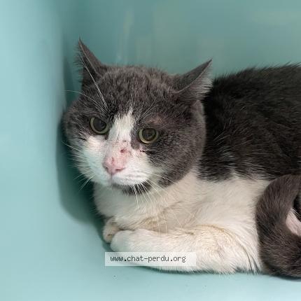 Photo 1/1 Found cat Found in Vendome