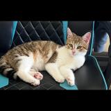 Picture of cat lost at Mouzeuil Saint Martin