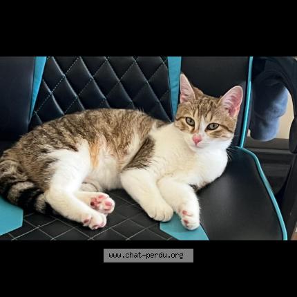 Photo 1/1 Apolo Chat lost in Mouzeuil saint martin