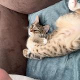 Picture of cat lost at Croix