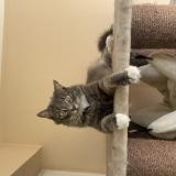 Photo of a cat found in Saint Joseph