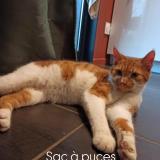Picture of cat found at Compreignac