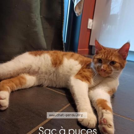 Photo 1/1 Found cat Found in Compreignac