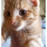 Picture of cat lost at Moncton