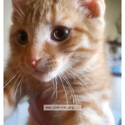 Photo 1/1 Gingy Chat lost in Moncton