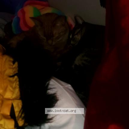 Photo 2/2 Gingy Cat lost in Moncton