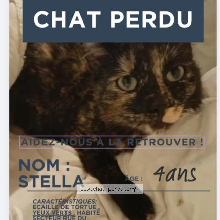 Photo 1/1 Stella Chat lost in Ancerviller