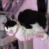 Picture of cat lost at La Gorgue