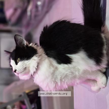 Photo 1/1 Karma Chat lost in La gorgue