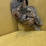 Picture of cat lost at Montpellier