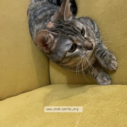 Photo 1/1 Pirouette Chat lost in Montpellier