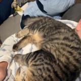 Picture of cat lost at Maze Milon