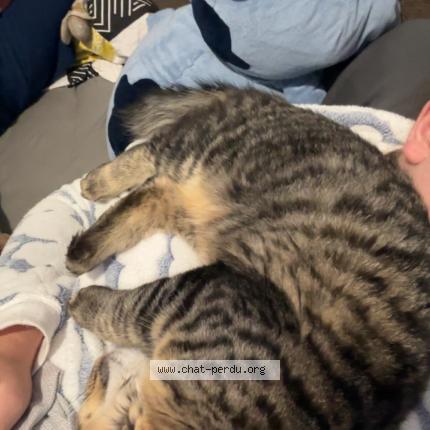 Photo 1/1 simba Chat lost in Maze milon