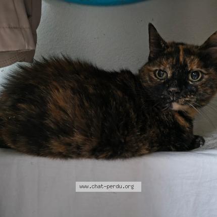 Photo 1/1 Found cat Found in Bar le duc