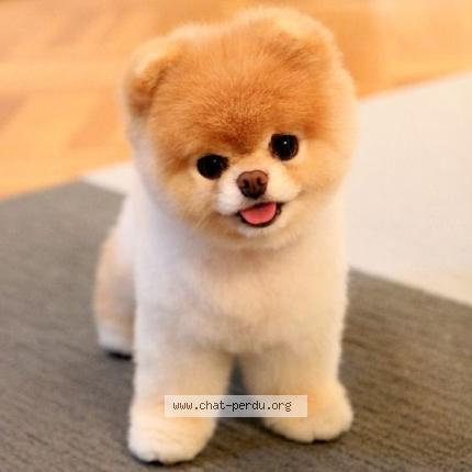 Photo 1/1 poki Chat lost in Avranches