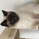 Picture of cat lost at Pontlevoy