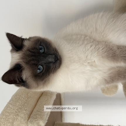 Photo 1/1 Ivy Chat lost in Pontlevoy