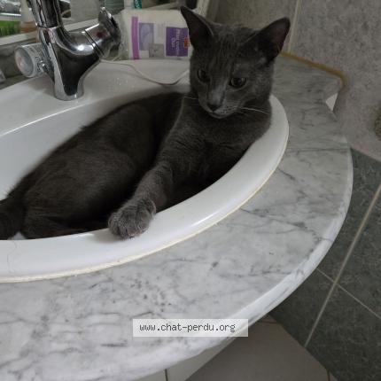 Photo 1/1 Cat reunited Lost in Miserey salines