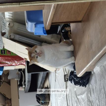 Photo 1/1 Rourou Chat lost in Nuille sur vicoin