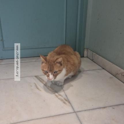 Photo 1/1 Found cat Found in Evere