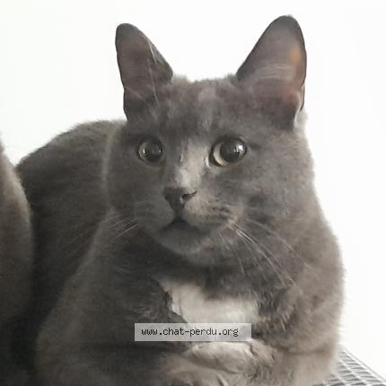 Photo 1/1 Twiny Chat lost in Comb la ville