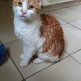 Picture of cat lost at Savigny Sur Braye