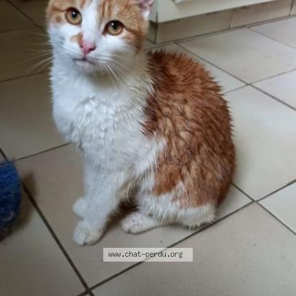 Photo 1/1 ZOLA Chat lost in Savigny sur braye