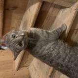 Picture of cat found at Saint Sebastien Sur Loire