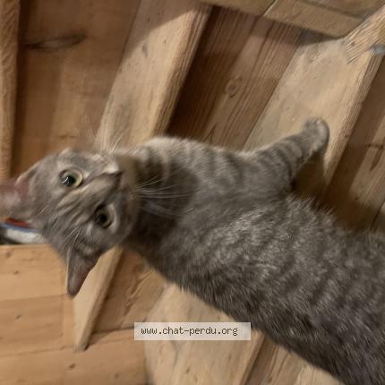 Photo 4/5 Found cat Found in Saint sebastien sur loire